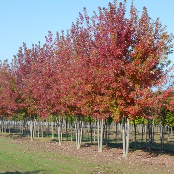 Acer freemanii 'Autumn Blaze®' - Autumn Blaze® Red Maple Tree