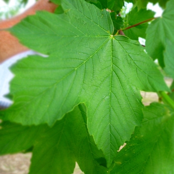 Acer pseudoplatanus - Sycamore Maple