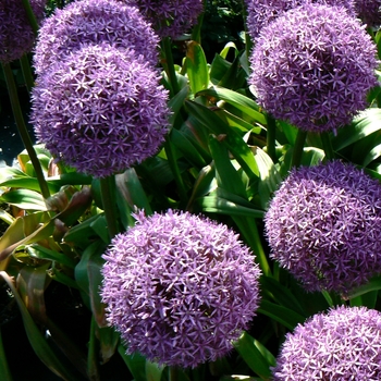 Allium giganteum 'Globemaster' - Ornamental Onion