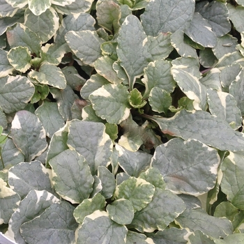 Ajuga reptans - 'Silver Queen' Bugleweed