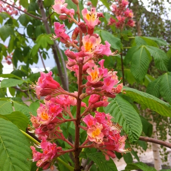 Aesculus x carnea 'Fort McNair' - Fort McNair Horsechestnut