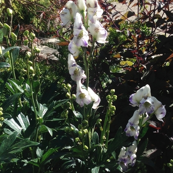 Aconitum cammarum 'Eleanora' - Monkshood