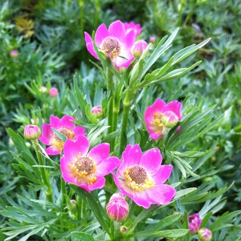 Anemone multifida 'Rubra' - Cutleaf Anemone