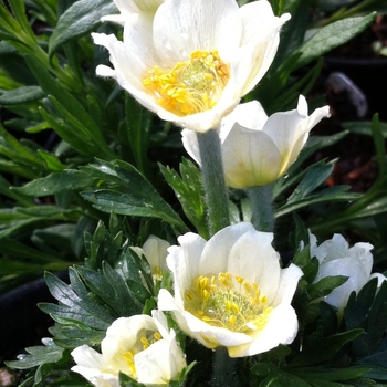 Anemone multifida - 'Major' Cutleaf Anemone