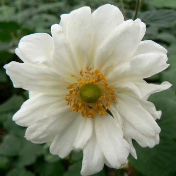 Anemone 'Whirlwind' - Japanese Anemone