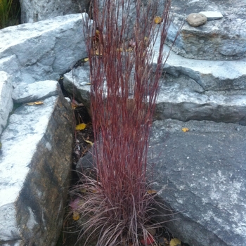 Schizachyrium scoparium - Little Bluestem