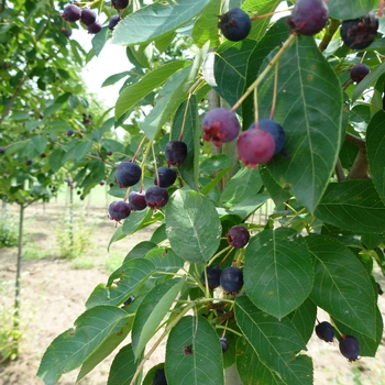 Amelanchier canadensis - Serviceberry