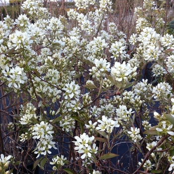 Amelanchier alnifolia - Saskatoon Berry