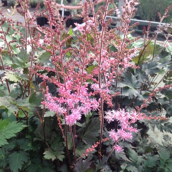 Astilbe 'Delft Lace' - False Spirea