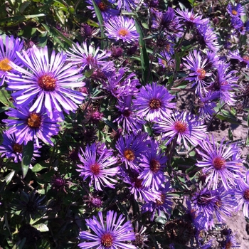 Aster novae-angliae - New England Aster