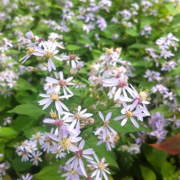 Aster cordifolius - Heart-leaved Aster