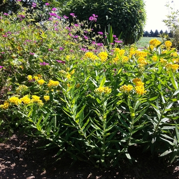 Asclepias tuberosa 'Hello Yellow' - Butterfly Milkweed