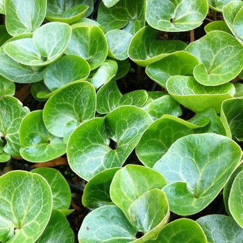 Asarum europaeum - European Ginger