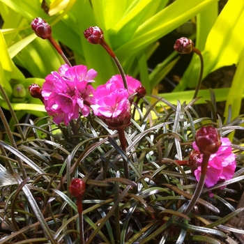 Armeria maritima - 'Rubrifolia' Red-leaved Sea Thrift