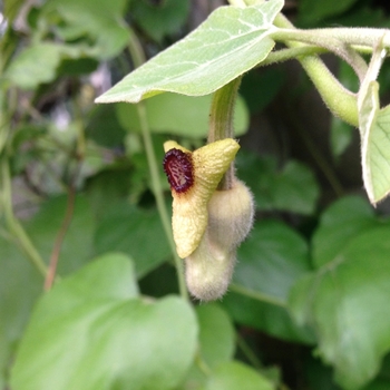 Aristolochia durior - Dutchman's Pipe