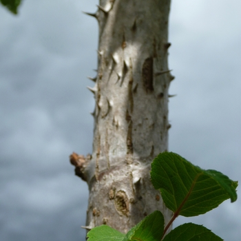 Aralia elata - Devil's Walking Stick