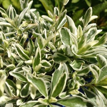 Arabis ferdinandi-coburgi 'Variegata' - Alpine Rockcress