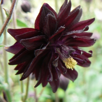 Aquilegia vulgaris - 'Black Barlow' Columbine