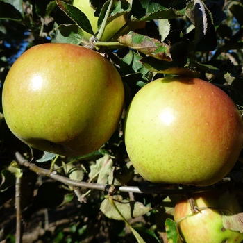 Apple 'Jonagold' - Jonagold Apple