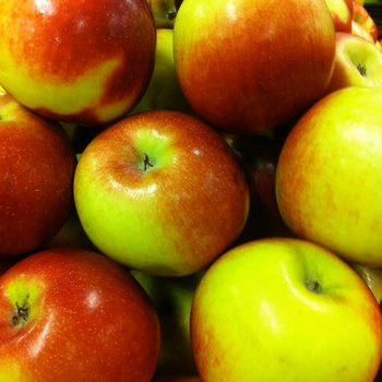 Apple 'Yellow Transparent' - Yellow Transparent Apple