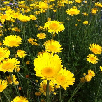 Anthemis tinctoria 'Kelwayi' - Golden Marguerite