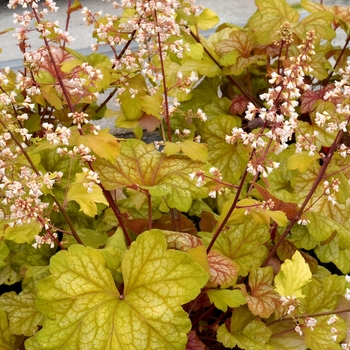 Heuchera - 'Champagne' Coral Bells