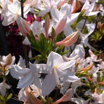 Azalea 'White Lights' - White Lights Deciduous Azalea