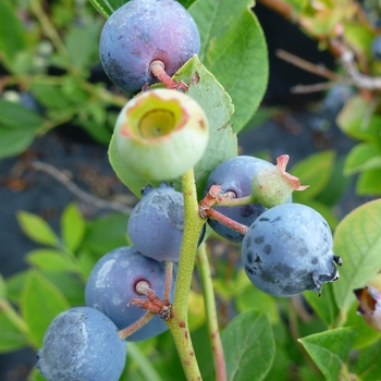 Blueberry 'Polaris' - Polaris Blueberry