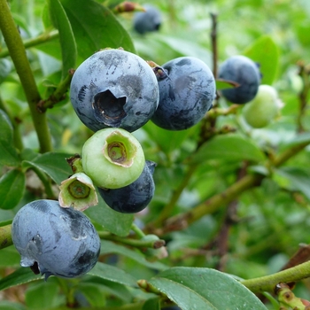 Blueberry 'Northcountry' - Northcountry Blueberry