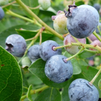 Blueberry 'Bluejay' - Bluejay Blueberry
