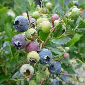 Blueberry 'Bluegold' - Bluegold Blueberry