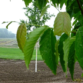 Betula alleghaniensis - Yellow Birch