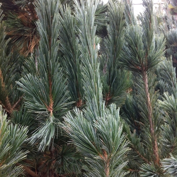 Pinus flexilis 'Vanderwolf's Pyramid' - Limber Pine