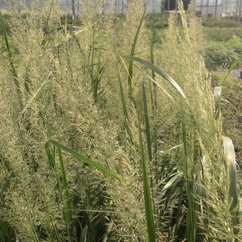 Calamagrostis brachytricha - Korean Feather Reed Grass