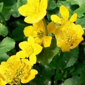 Caltha palustris (Marsh Marigold) - Marsh Marigold