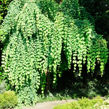 Cercidiphyllum magnificum 'Pendula' - Weeping Katsura Tree