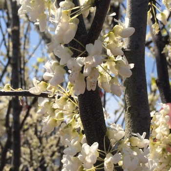 Cercis canadensis - 'Royal White' Redbud