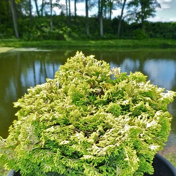 Chamaecyparis obtusa 'Nana Lutea' - Golden Dwarf Hinoki Falsecypress