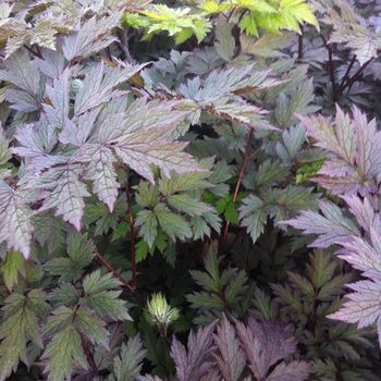 Cimicifuga ramosa 'Pink Spike' - Purple-leaf Bugbane