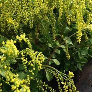 Chiastophyllum oppositifolium 'Solar Yellow' - Golden Lamb's Tail