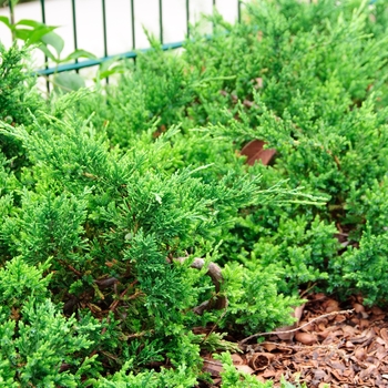 Juniperus chinensis var. 'Sargentii Virdis' - Deep Green Sargent juniper