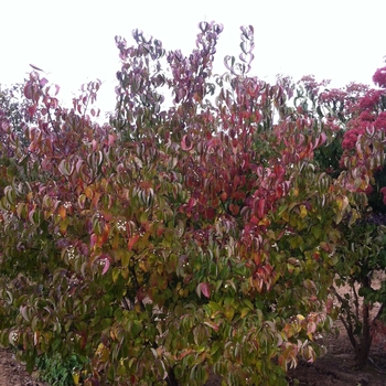 Cornus racemosa - Gray Dogwood