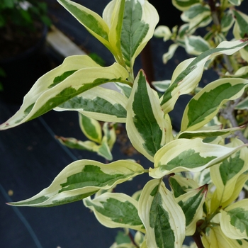 Cornus mas 'Variegata' - Variegated Cornelian Cherry