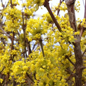 Cornus mas - Corneliancherry Dogwood