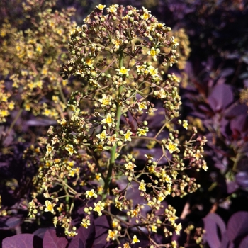 Cotinus coggygria 'Royal Purple' - Royal Purple Smokebush