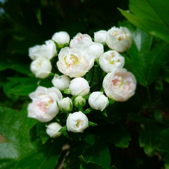 Crataegus x mordenensis 'Toba' - Toba Hawthorn