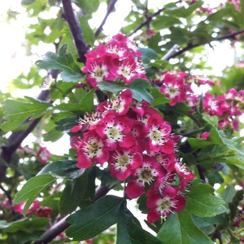 Crataegus laevigata 'Crimson Cloud' - Crimson Cloud Hawthorn