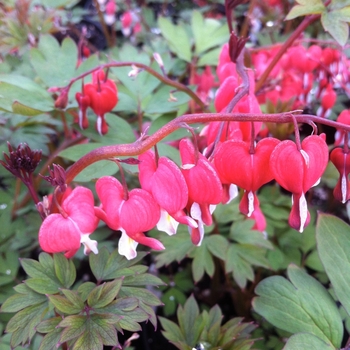 Dicentra spectabilis 'Valentine' - Valentine® Bleeding Heart