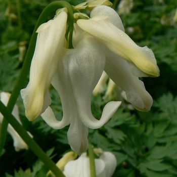 Dicentra 'Ivory Hearts' - Fern-Leaf Bleeding Heart