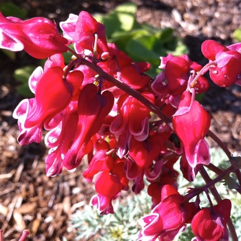 Dicentra 'Burning Hearts' - Fern-Leaf Bleeding Heart